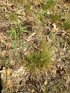 Image de Lespedeza angustifolia (Pursh) Elliott