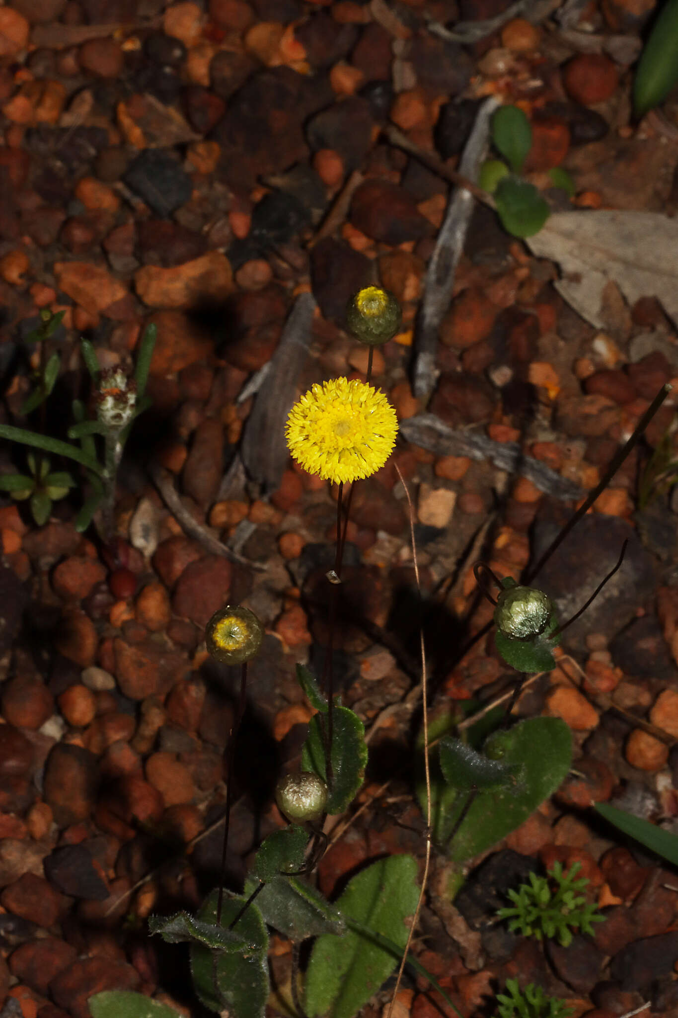 Image of Podolepis lessonii (Cass.) Benth.