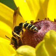 Image de Philanthus bilunatus Cresson 1865