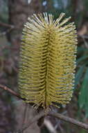 Image of Banksia integrifolia subsp. monticola K. R. Thiele