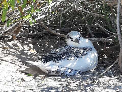 Image of tropicbirds