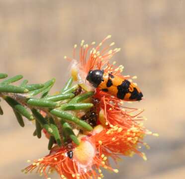 Image of Castiarina recta (Saunders 1869)