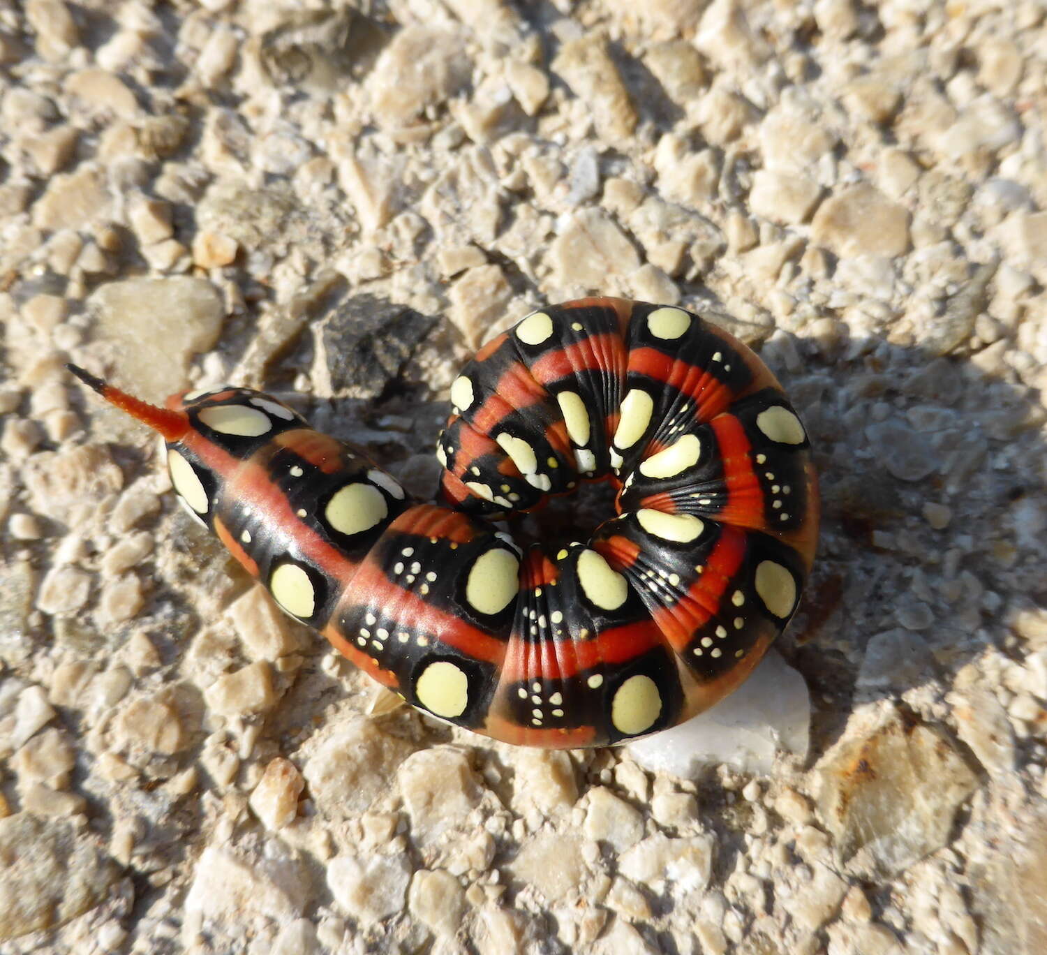 Image of Spurge Hawk Moth