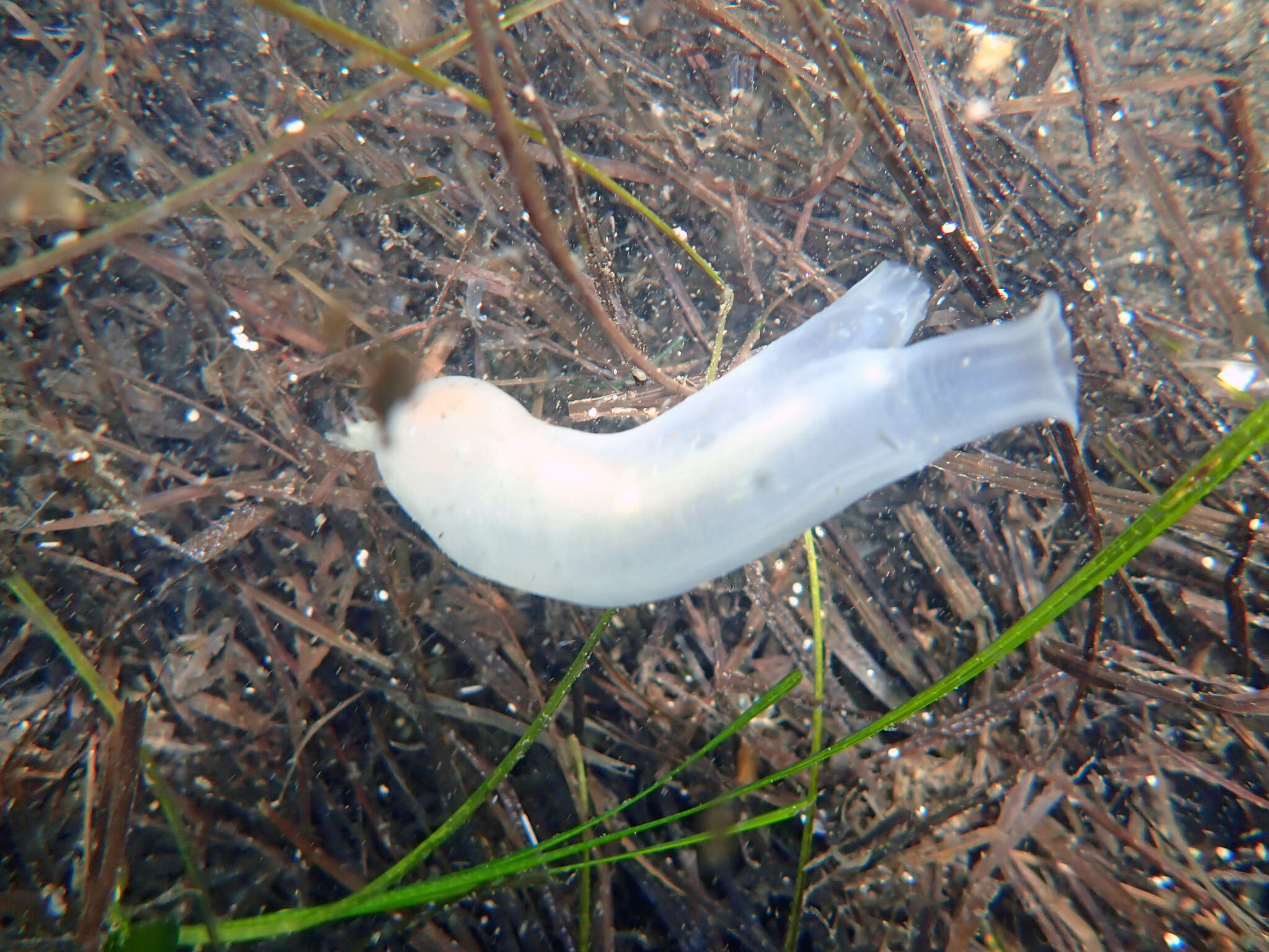 Image of Tunicate