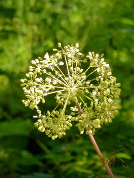 Image of Norwegian angelica