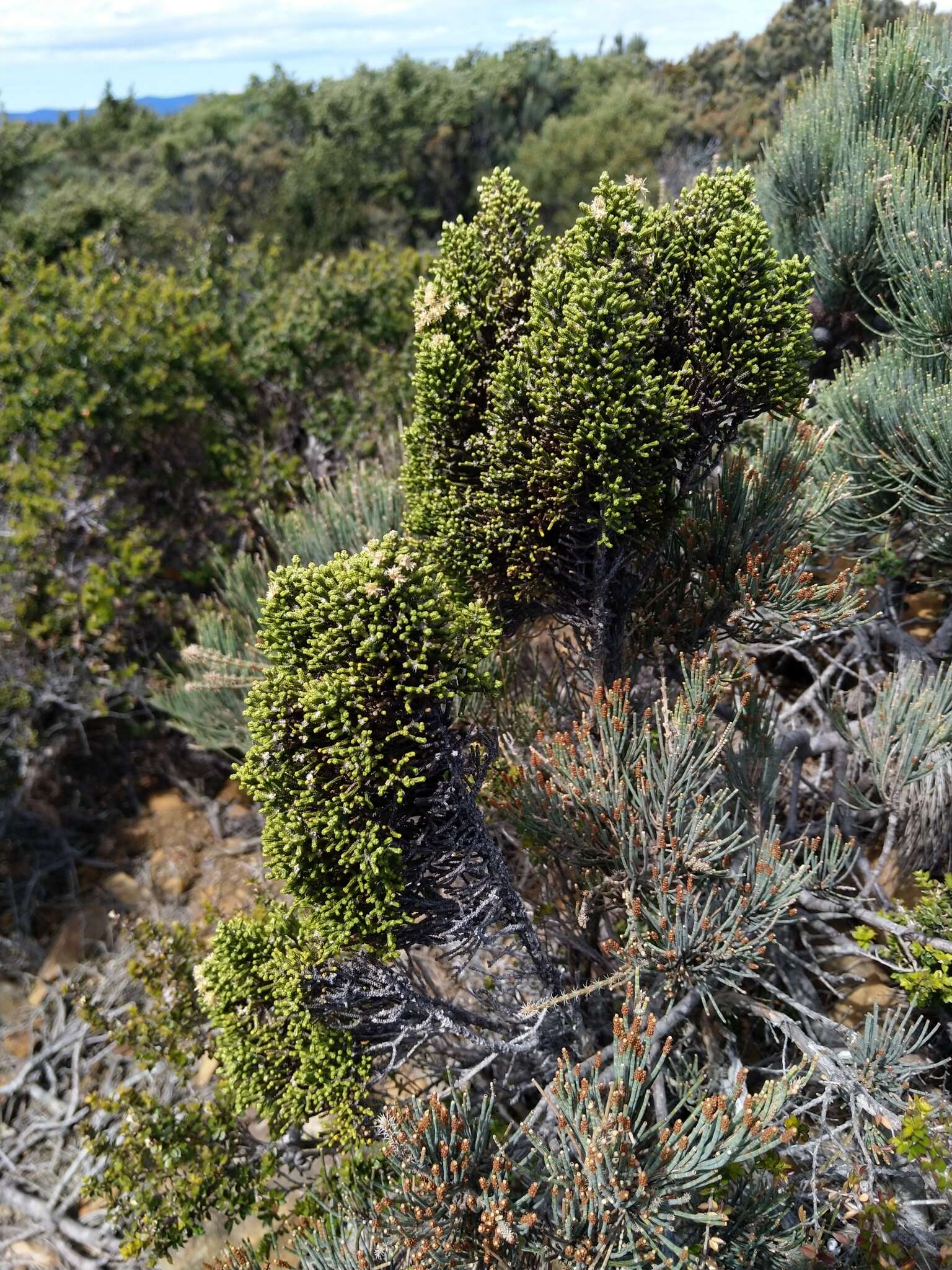 Image de Ozothamnus scutellifolius Hook. fil.