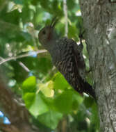 Image of Gilded Flicker