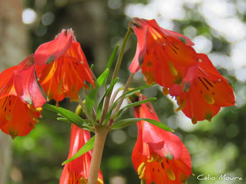 Image of Alstroemeria piauhyensis Gardner ex Baker