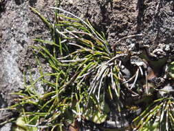 Image of Equisetum bogotense Kunth