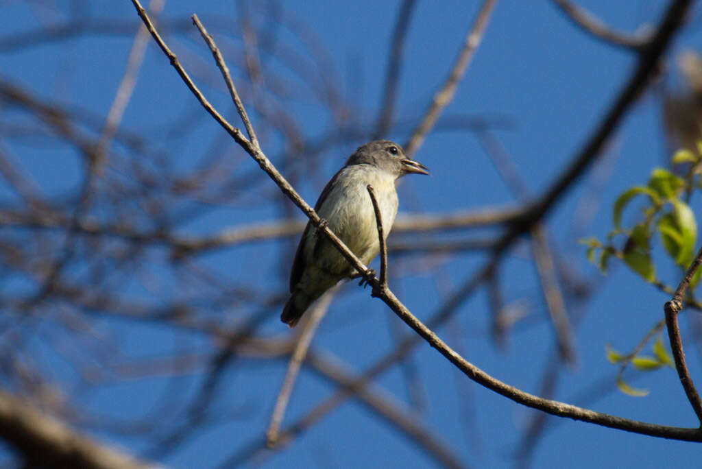 Image of Grey-sided Flowerpecker