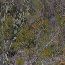 Image of <i>Lambertia <i>multiflora</i></i> var. multiflora