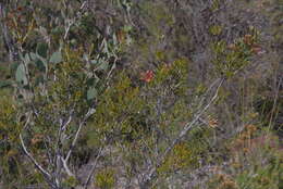 Image of <i>Lambertia <i>multiflora</i></i> var. multiflora