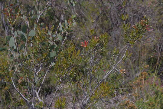 Image of <i>Lambertia <i>multiflora</i></i> var. multiflora