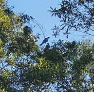 Image of Topknot Pigeons