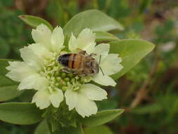 Image of Lomelosia prolifera (L.) W. Greuter & Burdet