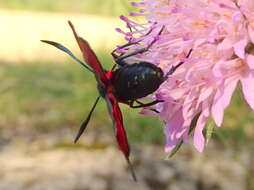 Image of six-spot burnet