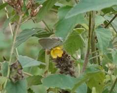 Image of Red-lined Scrub-Hairstreak