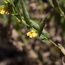 Image of Goodenia amplexans F. Müll.