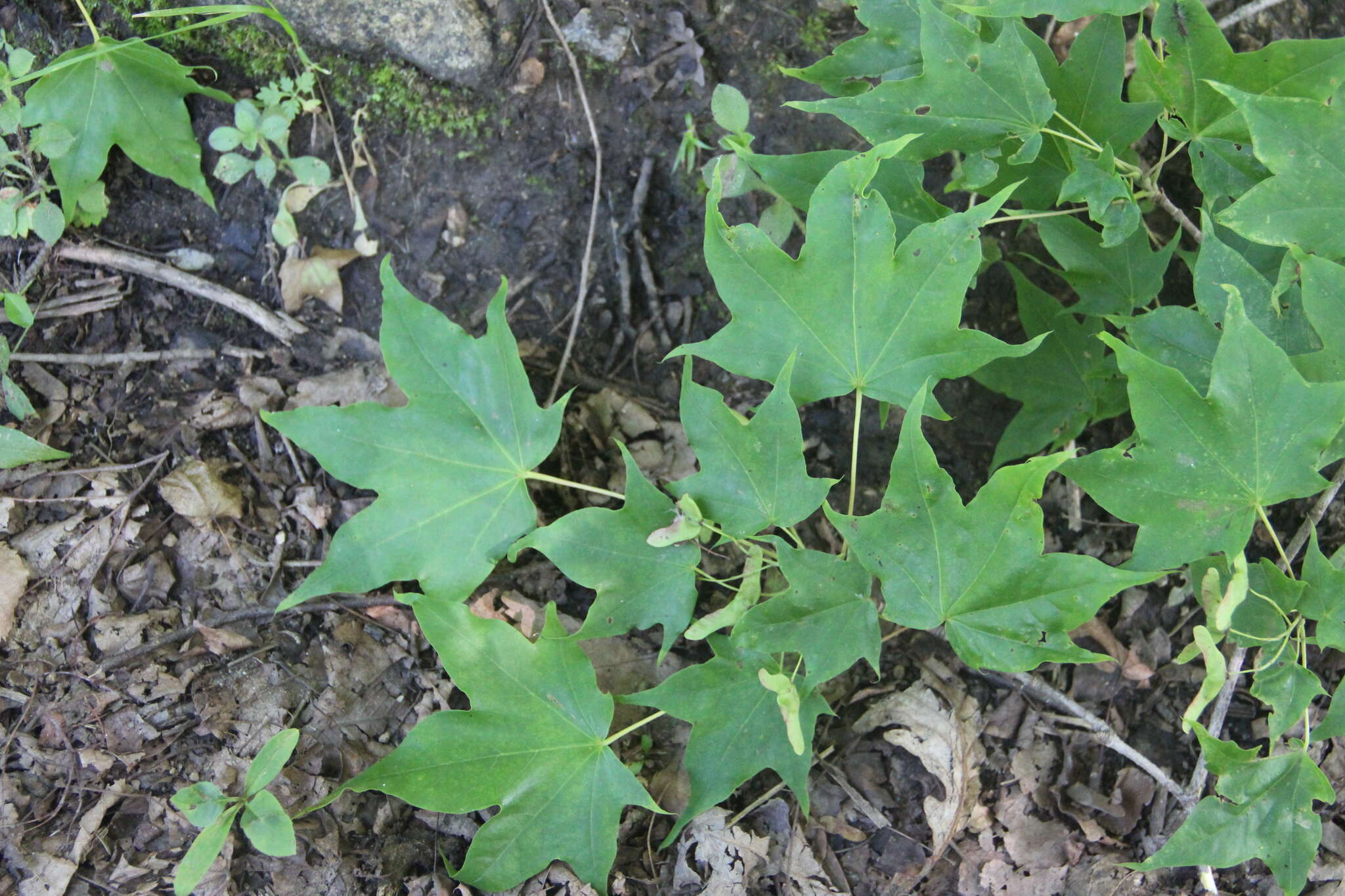 Image of Acer pictum subsp. mono (Maxim.) H. Ohashi