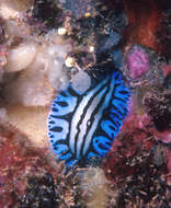 Image of Phyllidiopsis sphingis Brunckhorst 1993