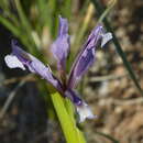 Image of Iris songarica Schrenk