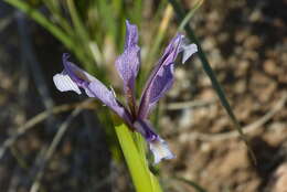 Image of Iris songarica Schrenk