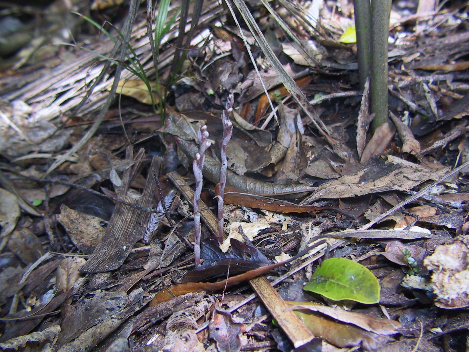 Image de Danhatchia australis (Hatch) Garay & Christenson