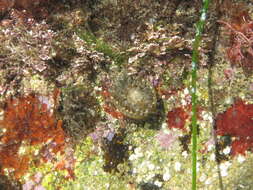 Image of Anthopleura mariae