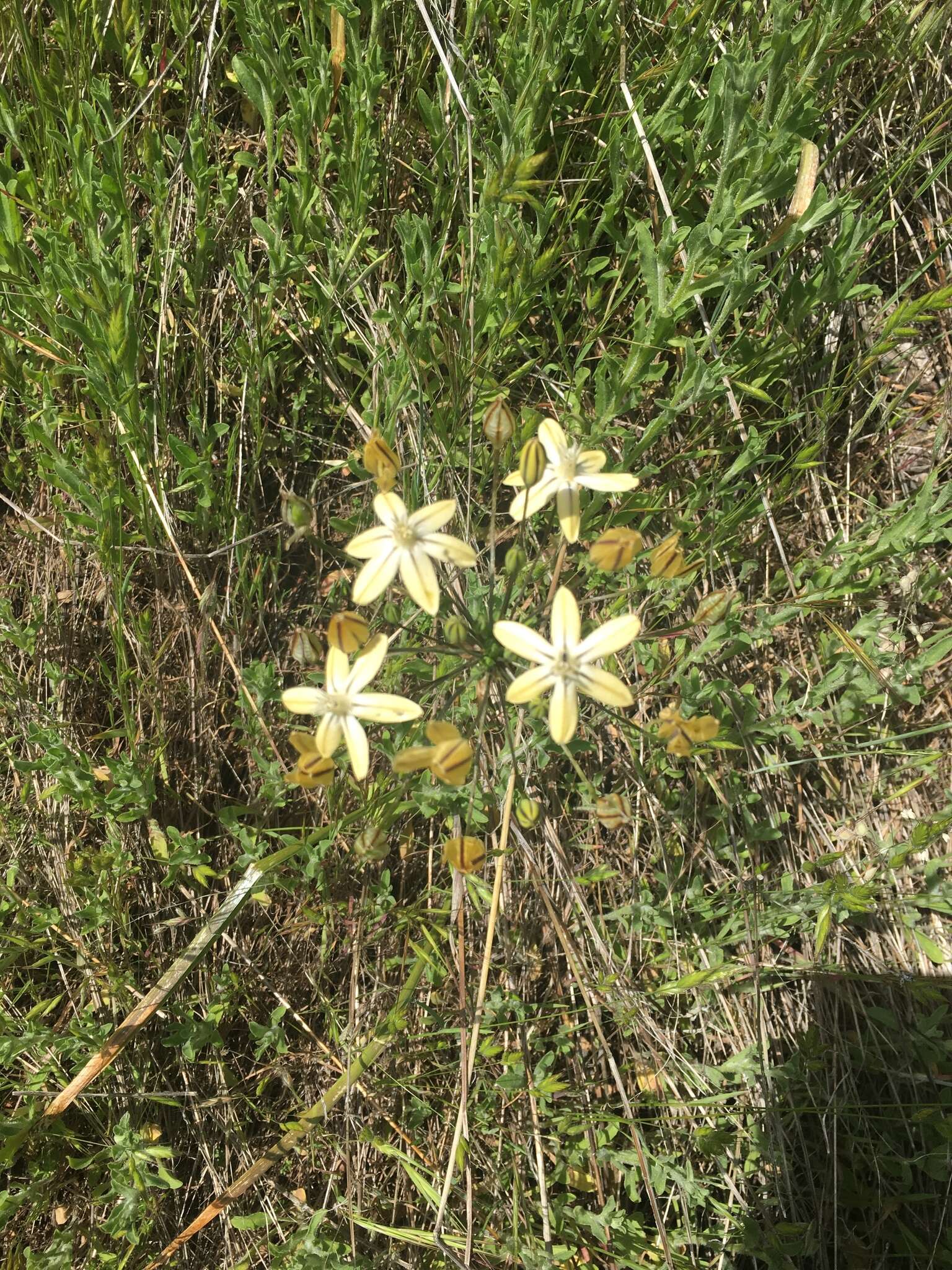 Sivun Triteleia ixioides subsp. scabra (Greene) L. W. Lenz kuva