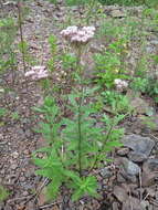 Sivun Eupatorium lindleyanum DC. kuva