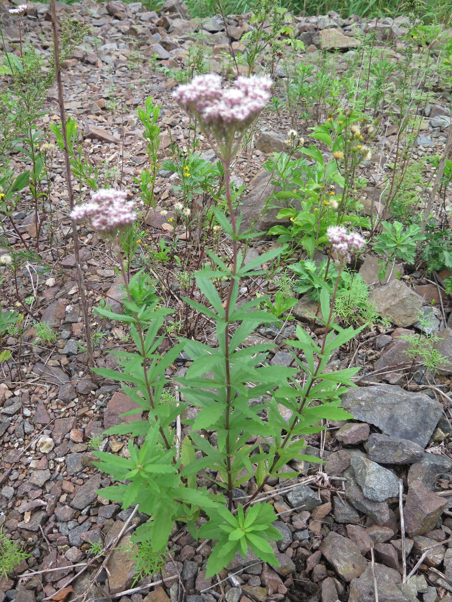 Eupatorium lindleyanum DC. resmi