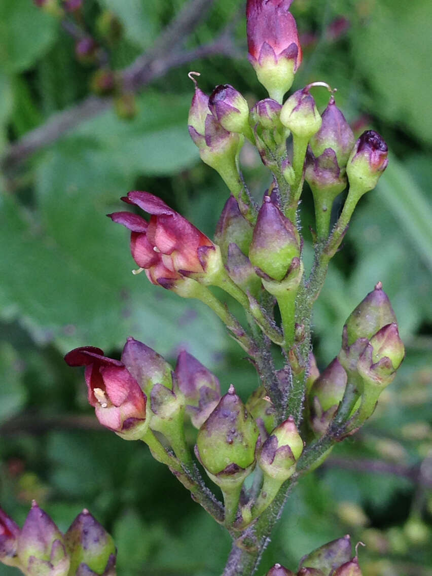 Image of California bee plant