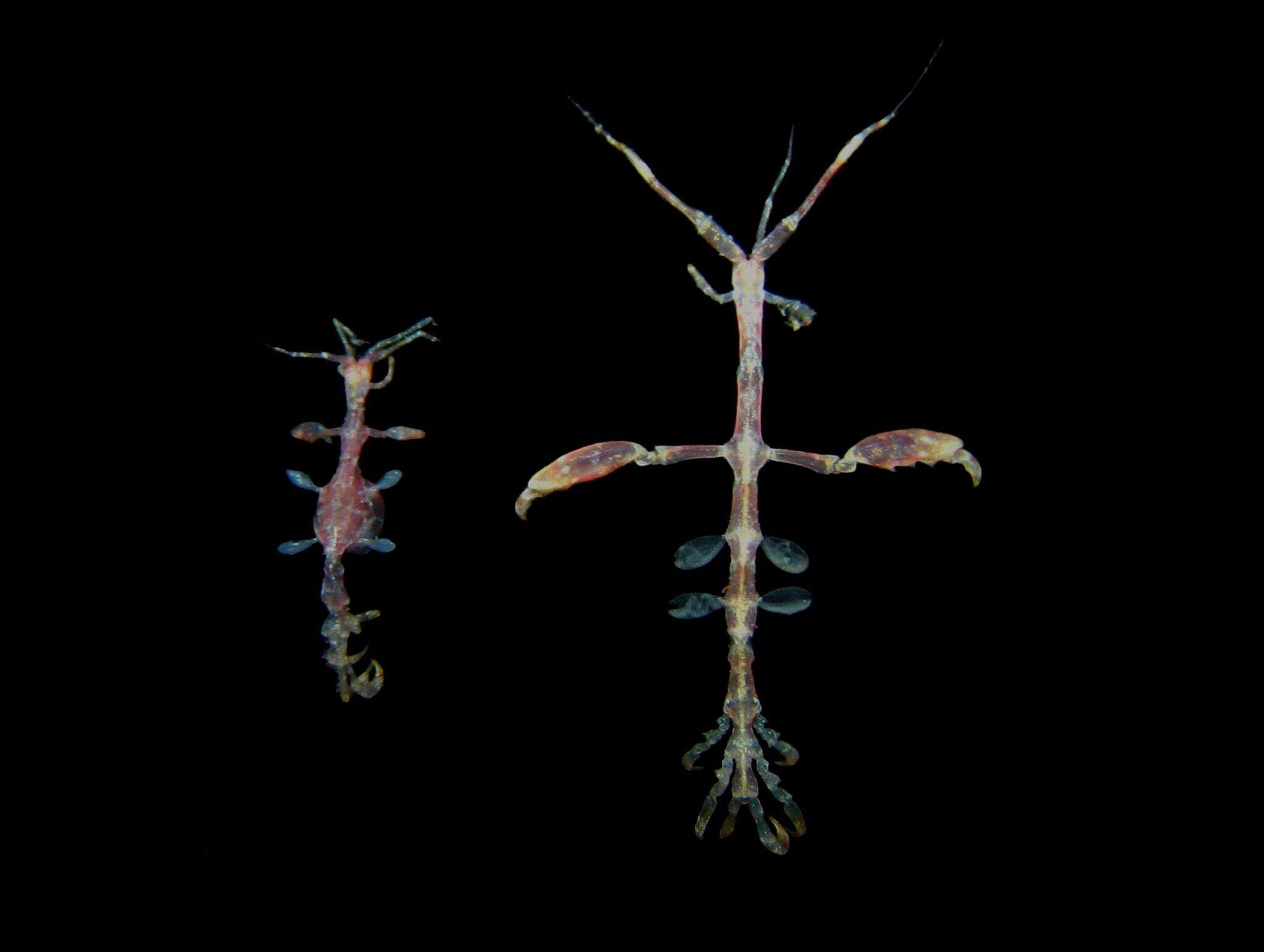 Image of Caprella suprapiscis Galván-Villa & Ayón-Parente 2015