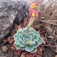 Image of hens and chicks