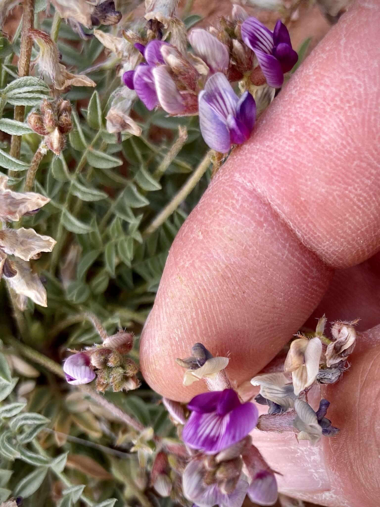 Image of rimrock milkvetch