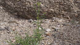 Plancia ëd Cryptantha pterocarya var. cycloptera (Greene) J. F. Macbr.