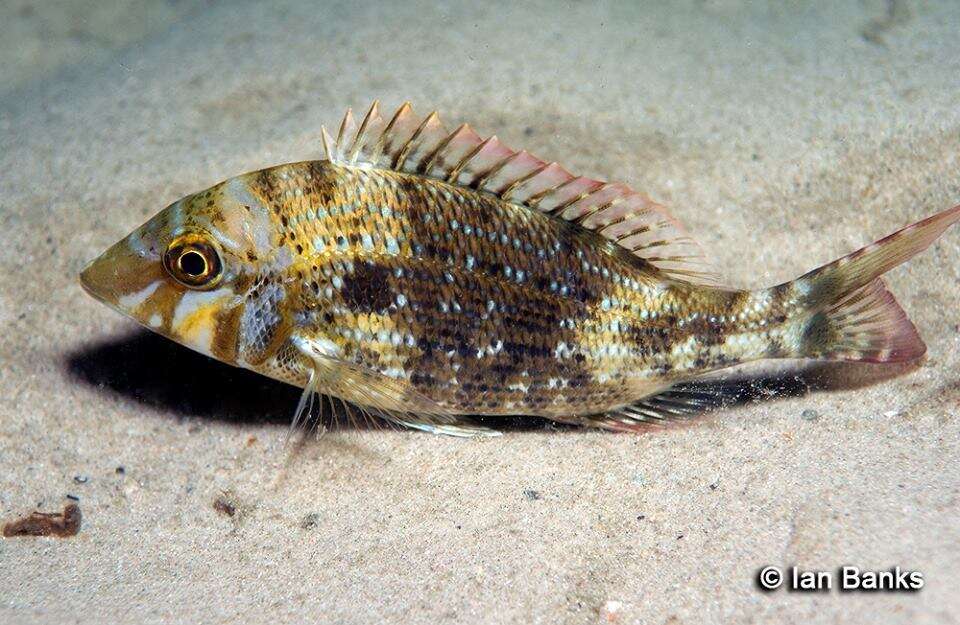 Lethrinus nebulosus (Forsskål 1775) resmi