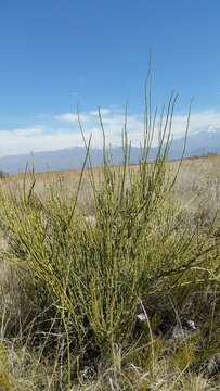 Imagem de Ephedra ochreata Miers