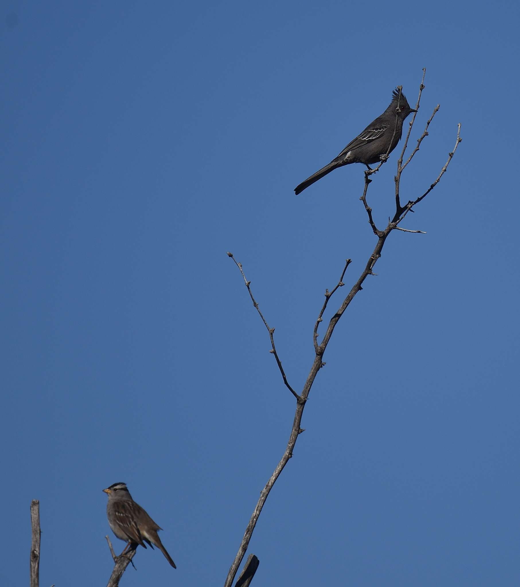 Image of Phainopepla Baird & SF 1858