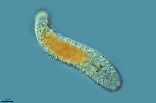 Image of <i>Macrostomum rostratum</i> Papi 1959