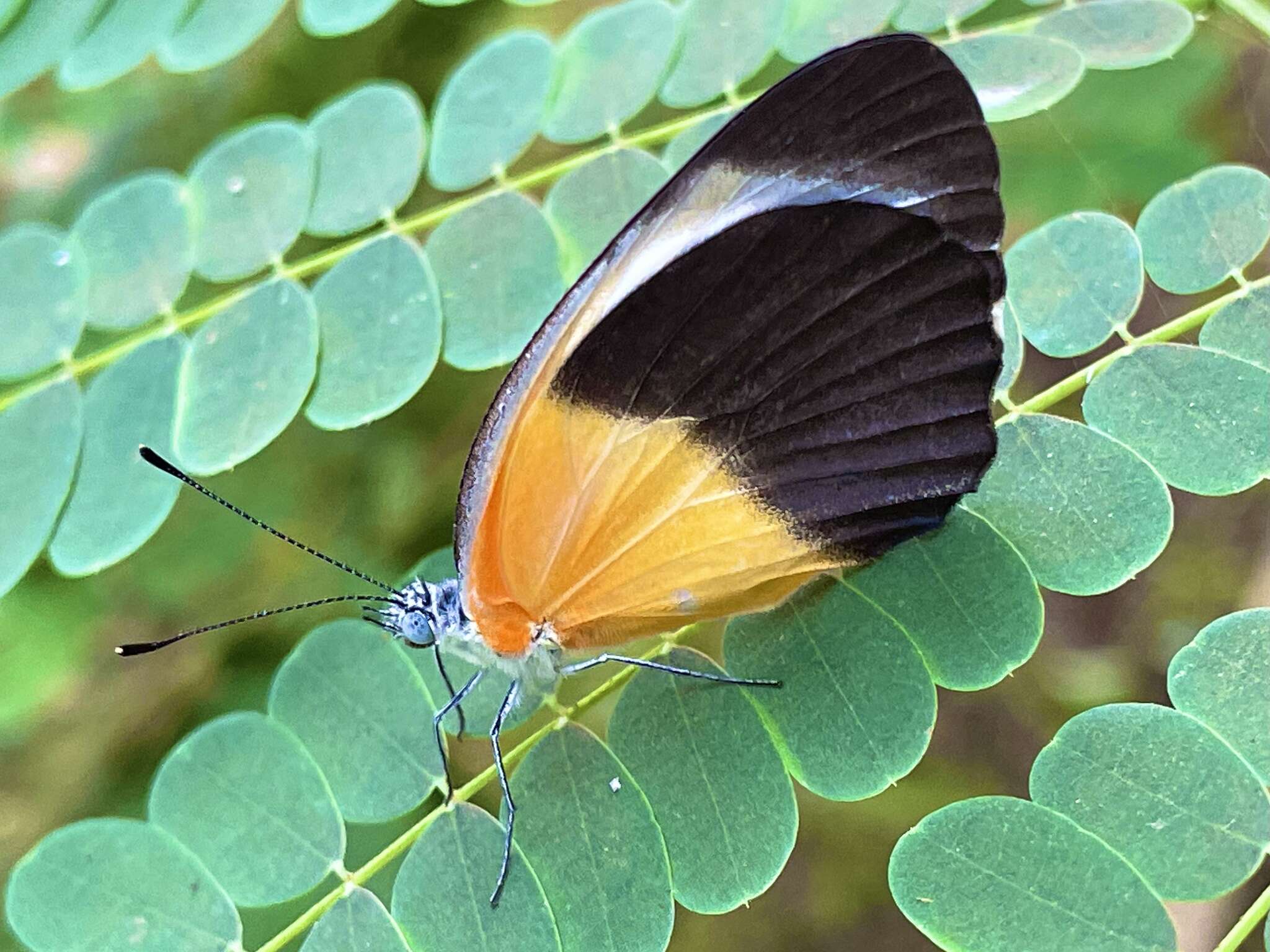 Image de Mylothris chloris (Fabricius 1775)