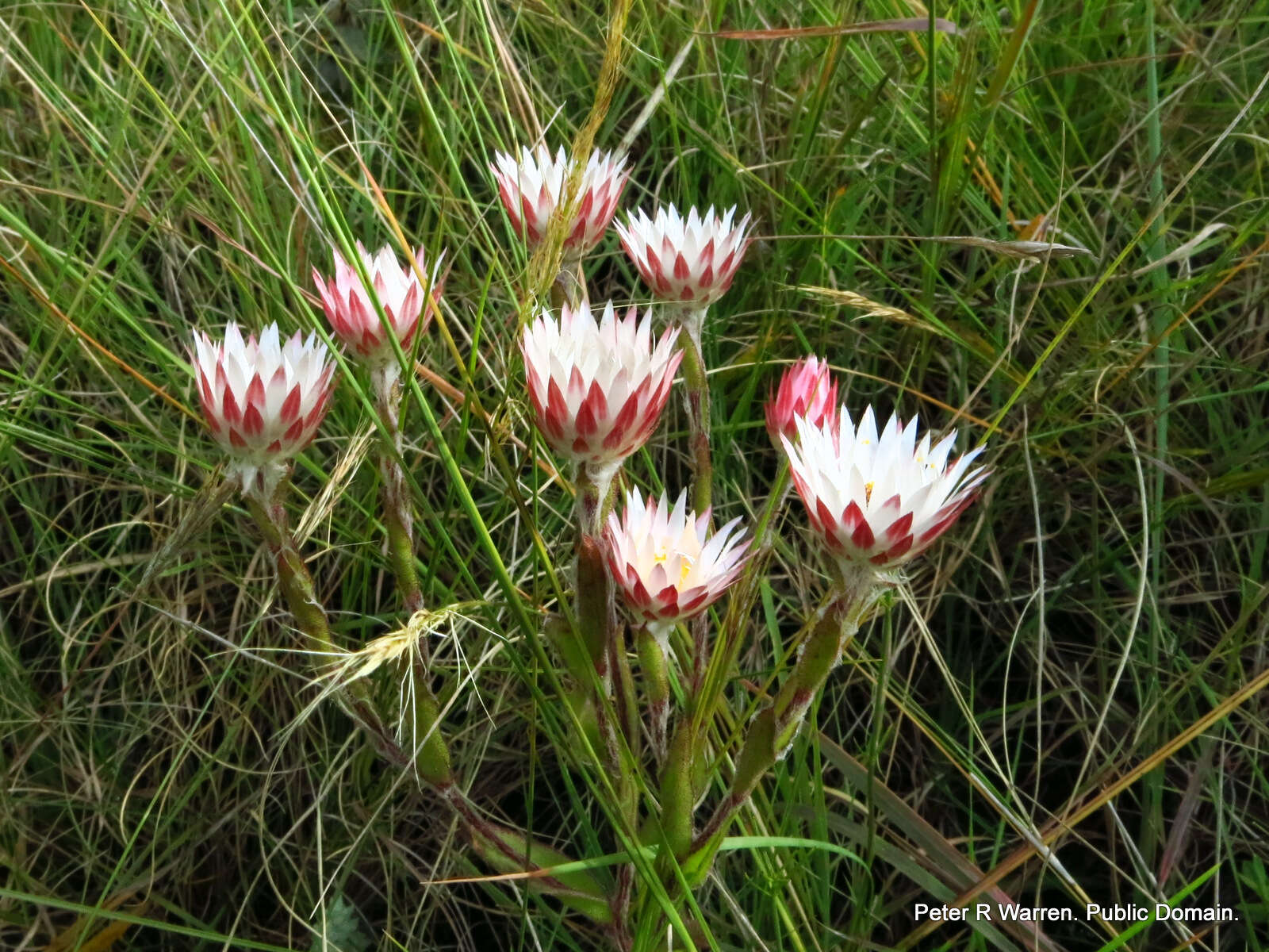 Image of Pink everlasting