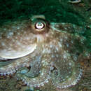 Imagem de Octopus australis Hoyle 1885
