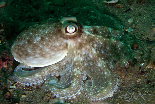 Image of Octopus australis Hoyle 1885