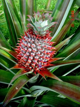 Image of Pineapple
