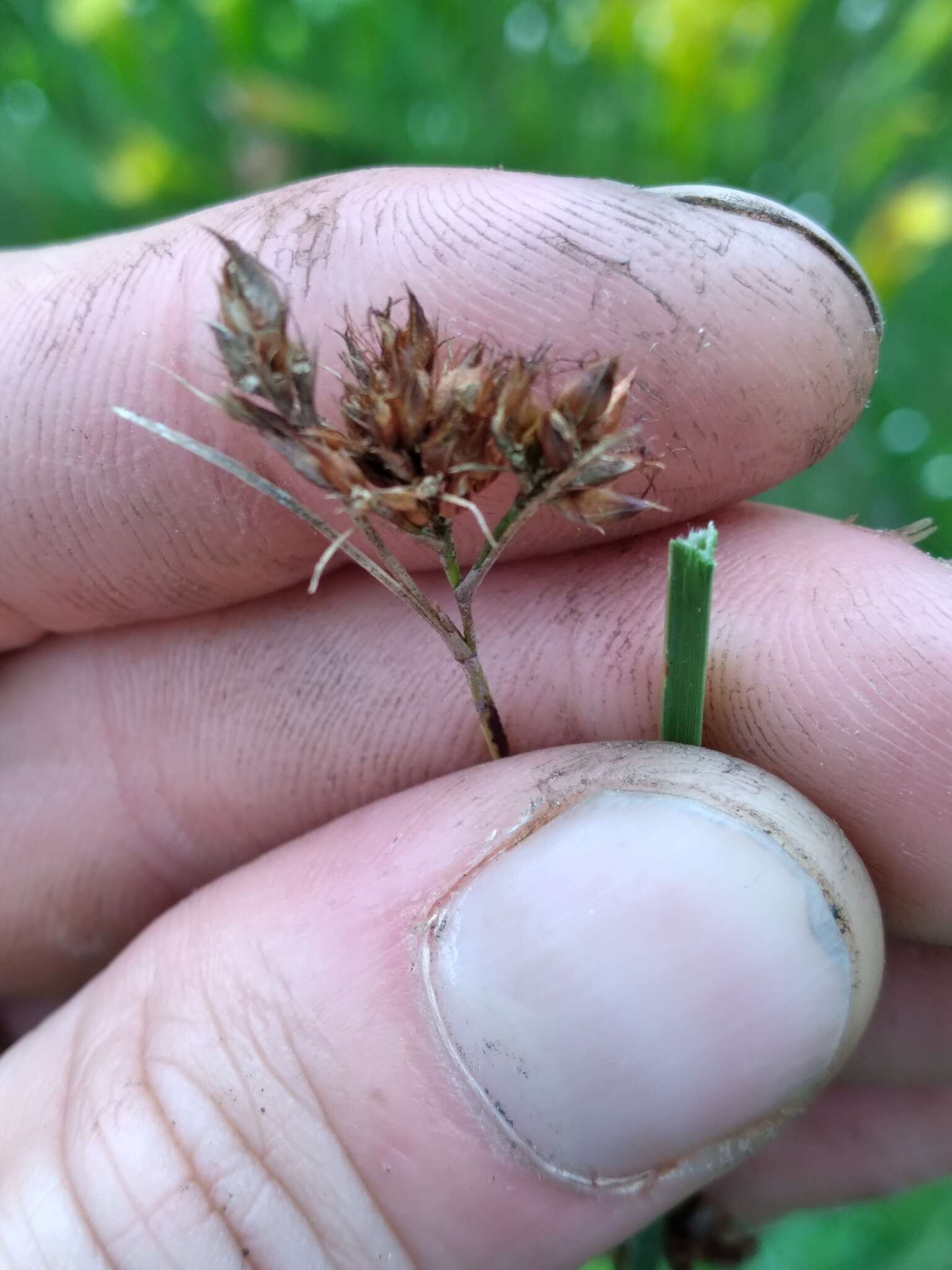 Image of Baldwin's Beak Sedge