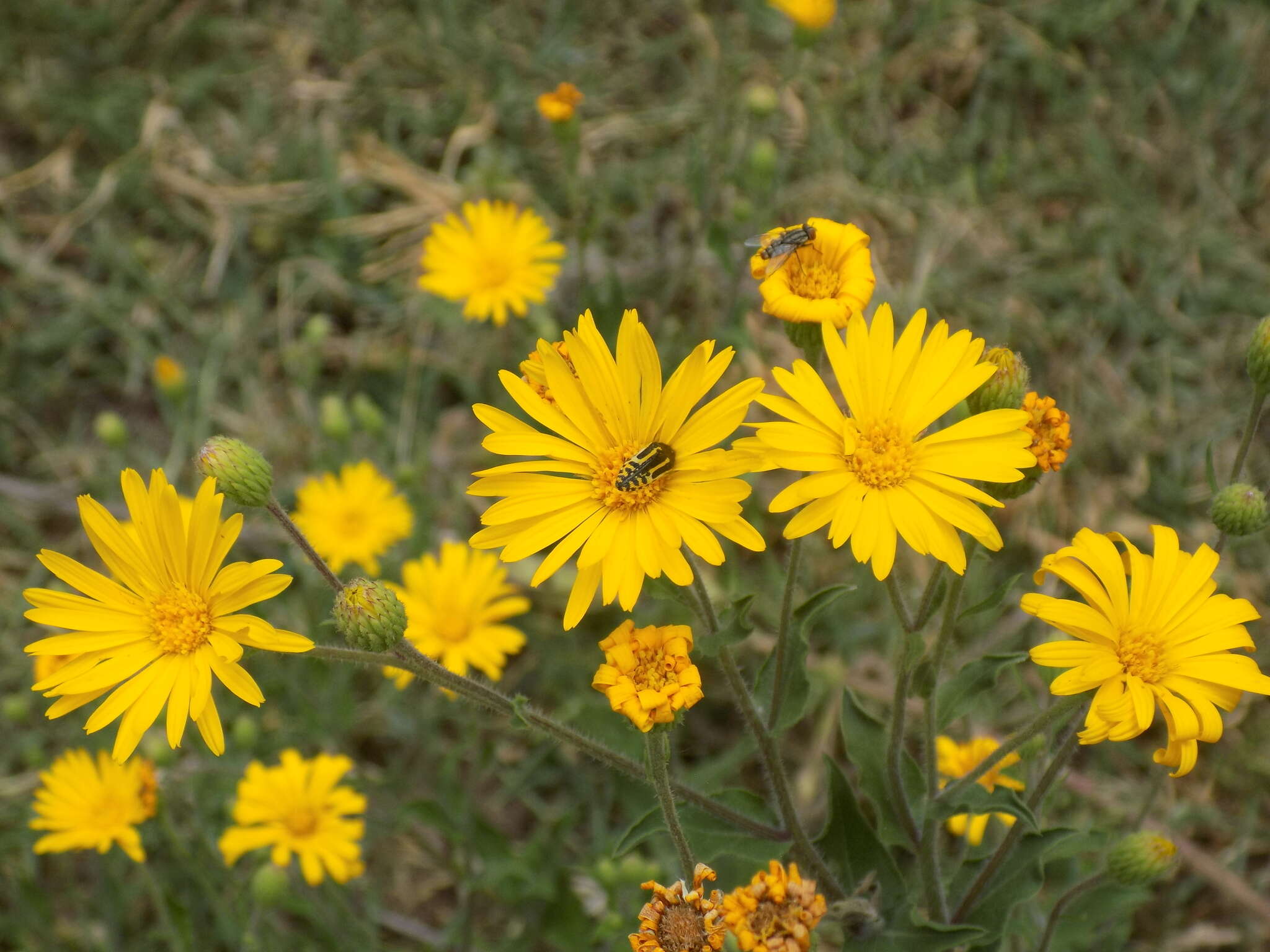 Image of Acmaeodera scalaris Mannerheim 1837