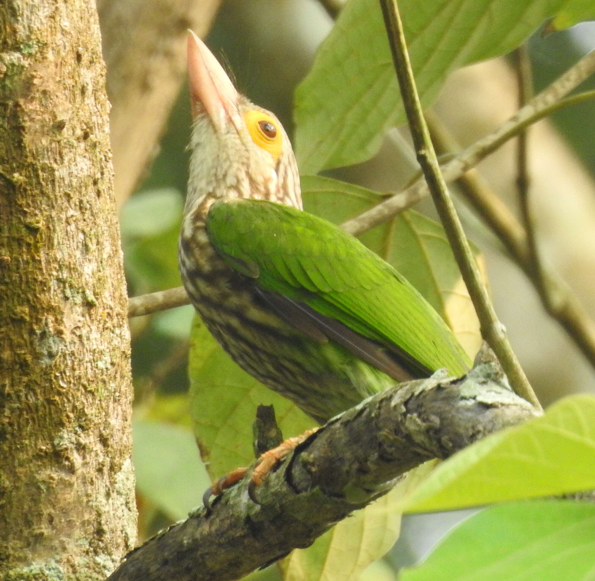 Psilopogon lineatus (Vieillot 1816) resmi