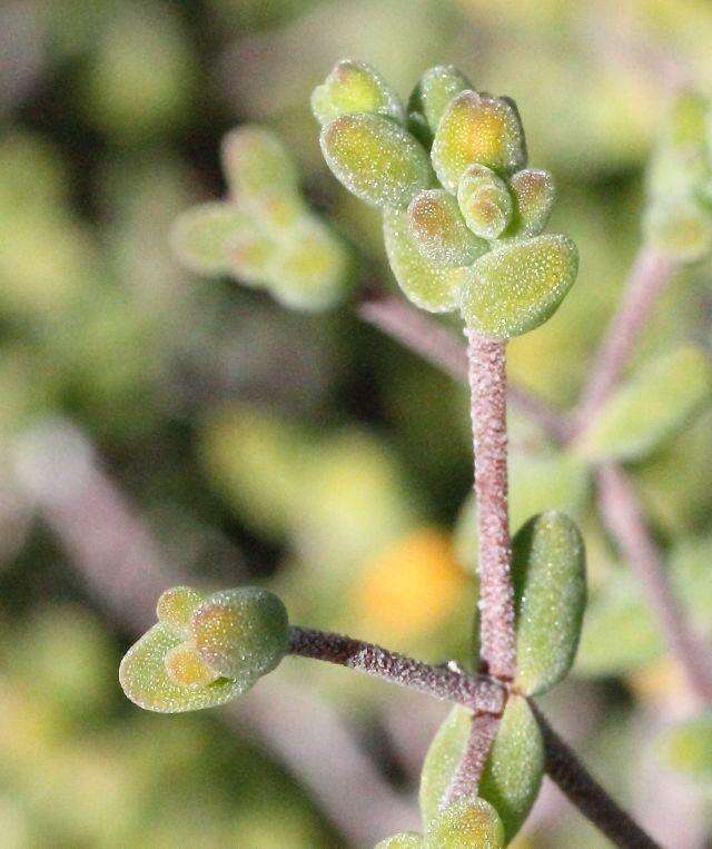 Imagem de Drosanthemum globosum L. Bol.