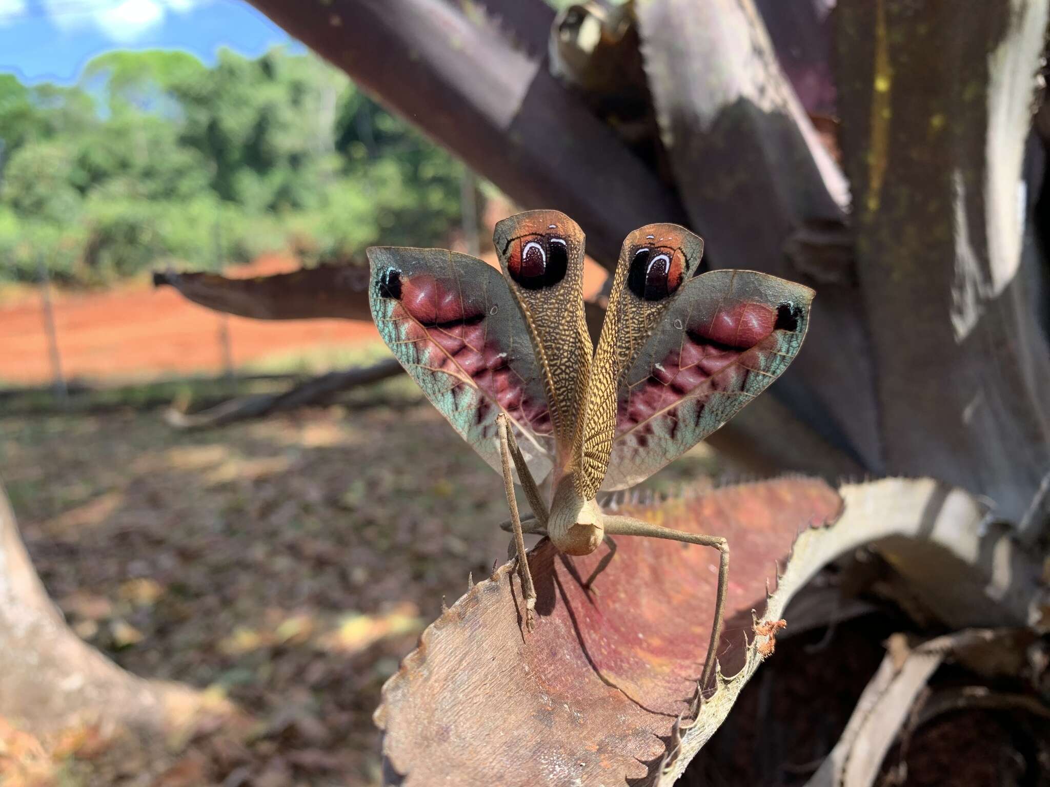 Image of Peacock katydid